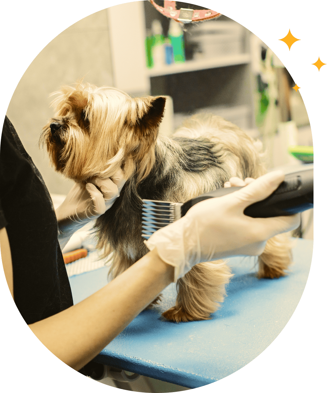 Dog getting trimmed